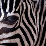 Zebra Stripes
