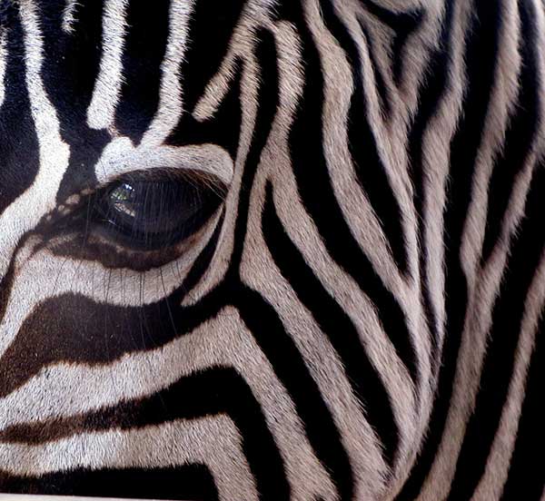 Zebra Stripes